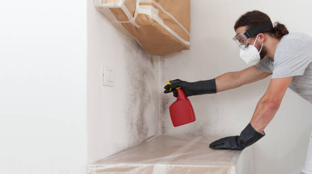 Professional Attic Mold Remediation technician working in Louisville, GA