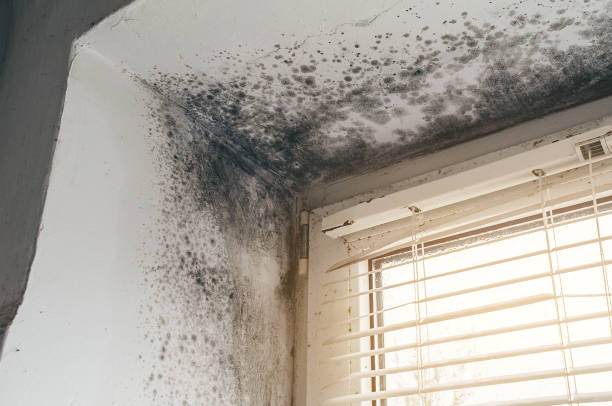 Affordable Attic Mold Remediation solutions in Louisville, GA